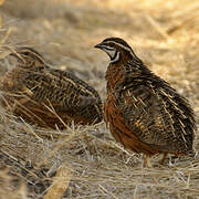 Harlequin Quail