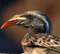 African Grey Hornbill