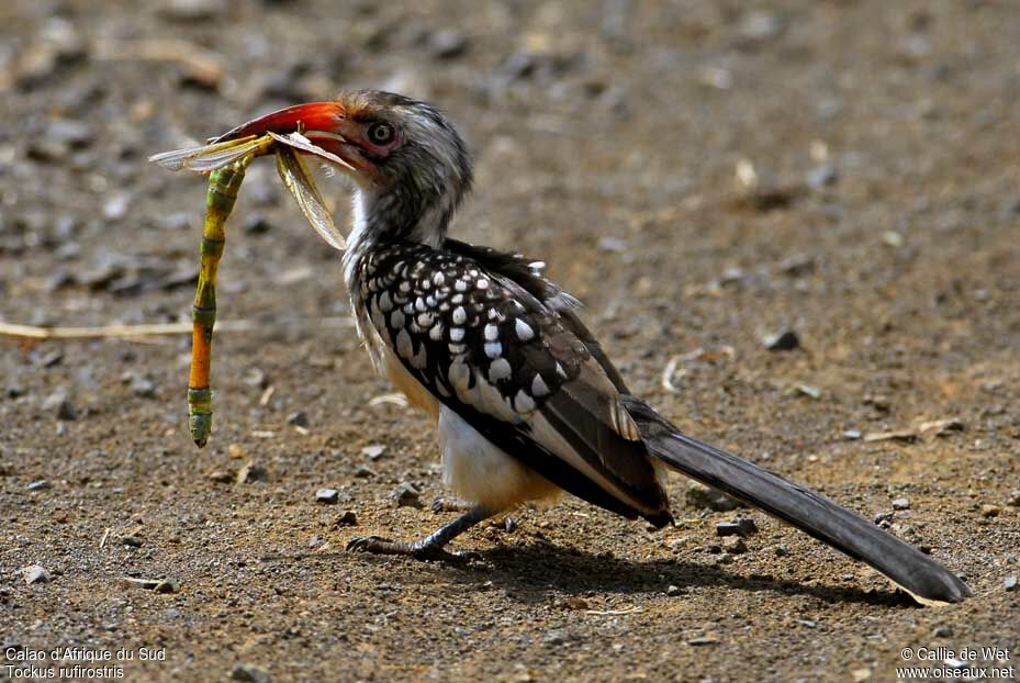 Southern Red-billed Hornbill