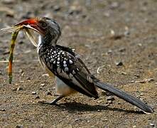 Southern Red-billed Hornbill