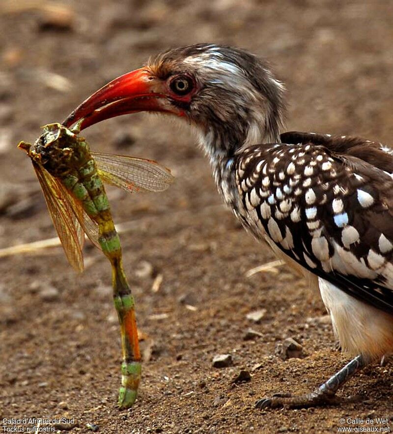 Southern Red-billed Hornbill, eats