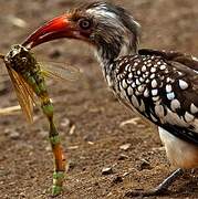 Southern Red-billed Hornbill