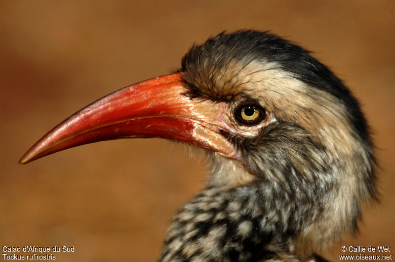 Southern Red-billed Hornbill female