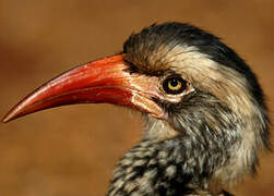 Southern Red-billed Hornbill