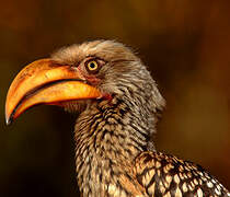 Southern Yellow-billed Hornbill