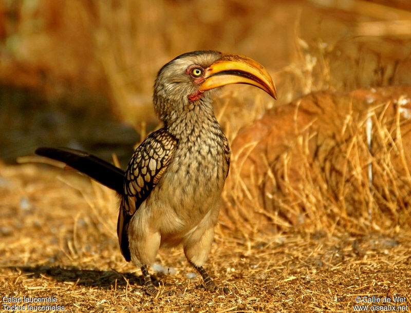 Southern Yellow-billed Hornbill male