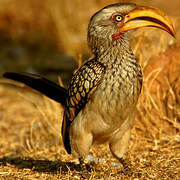 Southern Yellow-billed Hornbill