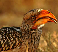 Southern Yellow-billed Hornbill