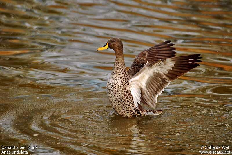 Yellow-billed Duckadult