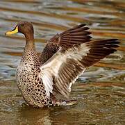 Yellow-billed Duck