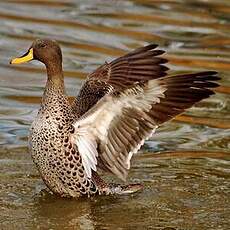 Canard à bec jaune