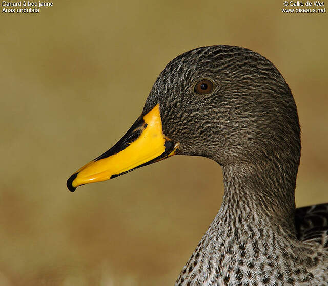 Canard à bec jaune adulte cadw34572
