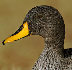 Canard à bec jaune