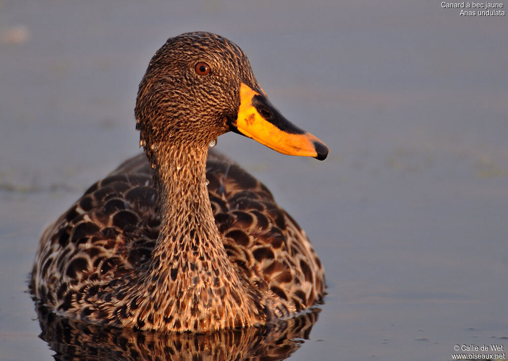 Yellow-billed Duckadult