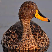 Yellow-billed Duck