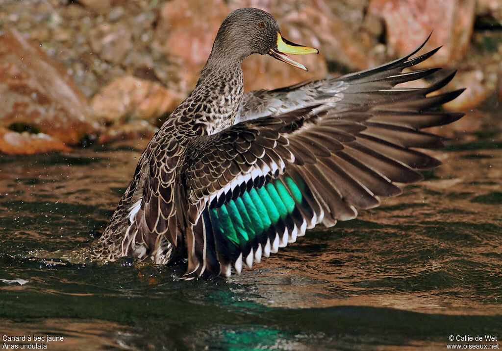 Canard à bec jauneadulte