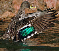 Yellow-billed Duck