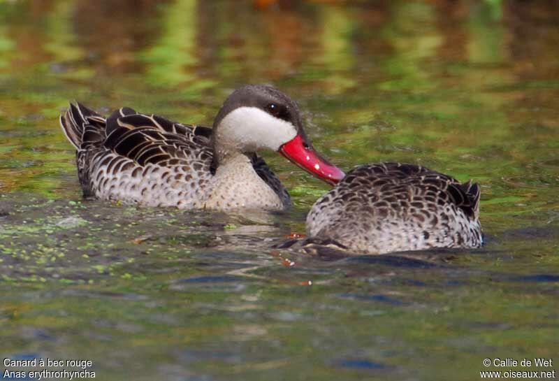 Canard à bec rouge mâle adulte