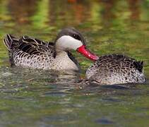 Canard à bec rouge