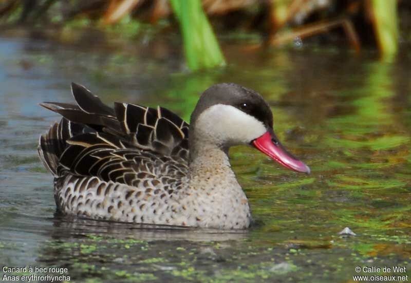 Canard à bec rouge mâle adulte