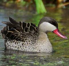 Canard à bec rouge