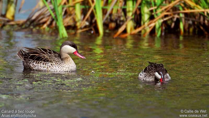 Canard à bec rouge mâle adulte