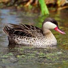 Canard à bec rouge