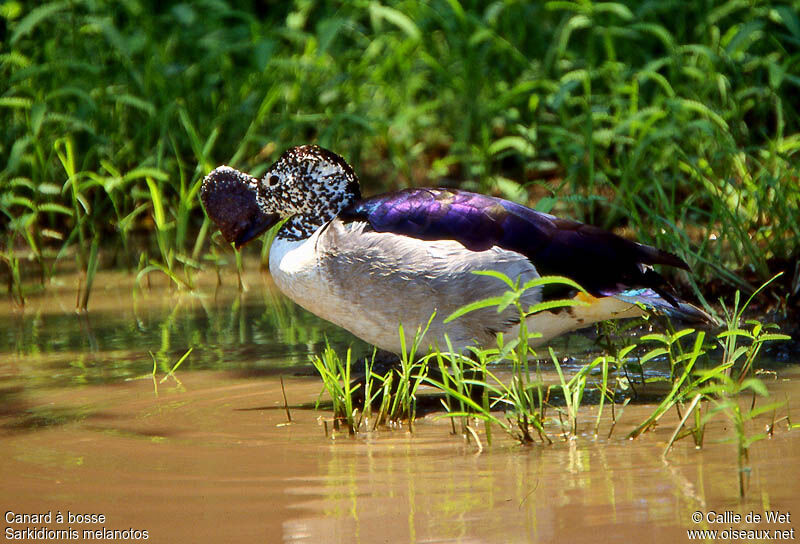 Canard à bosse mâle adulte