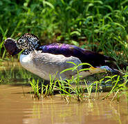 Canard à bosse