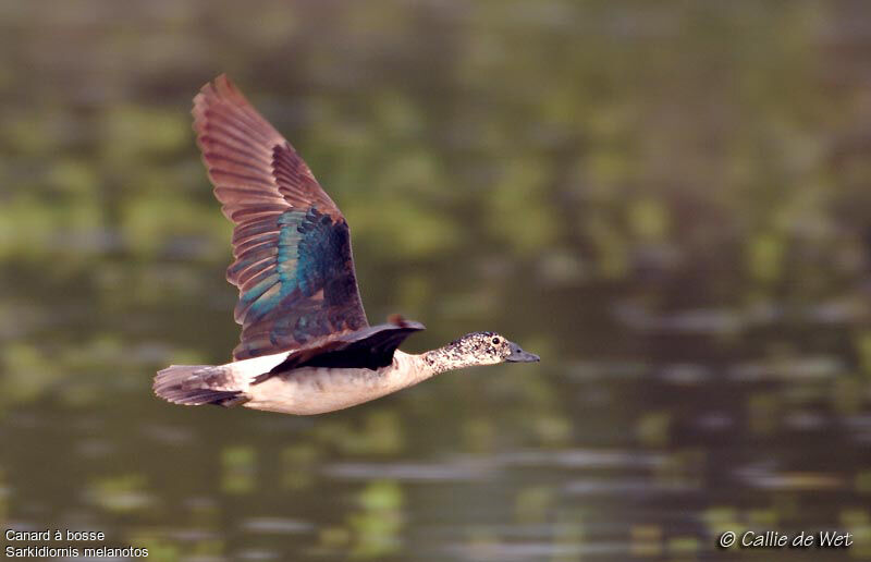 Canard à bosse femelle