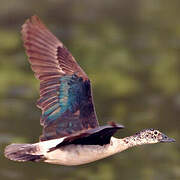 Canard à bosse