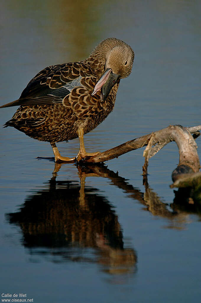 Canard de Smith femelle adulte, soins, Comportement