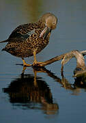 Cape Shoveler