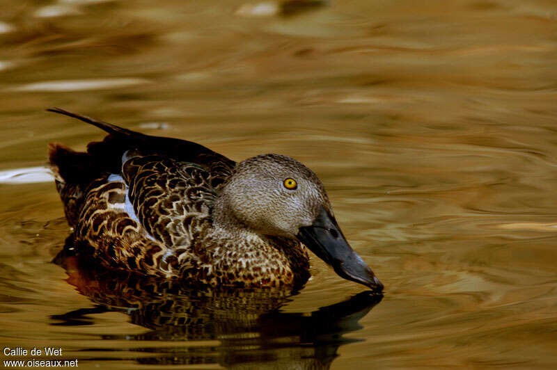 Canard de Smith mâle adulte, identification