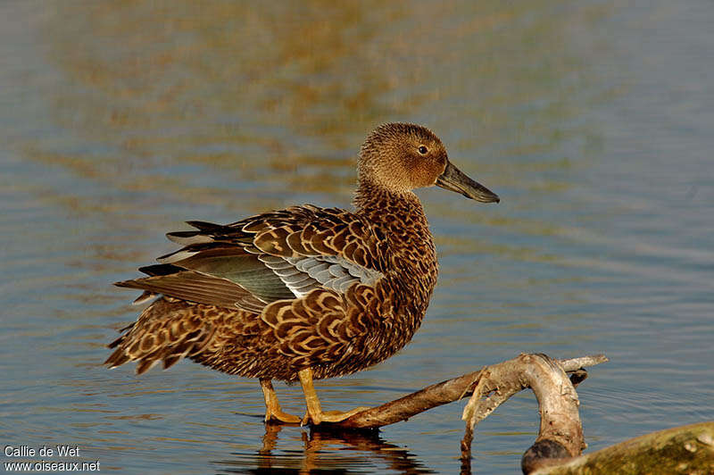 Canard de Smith femelle adulte, identification