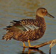 Cape Shoveler