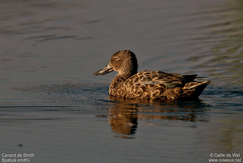 Cape Shoveler female adult