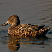 Cape Shoveler