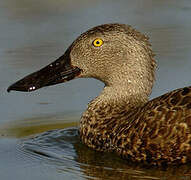 Cape Shoveler