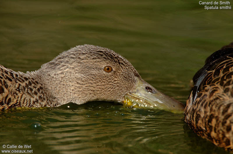 Canard de Smith femelle adulte