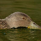 Canard de Smith