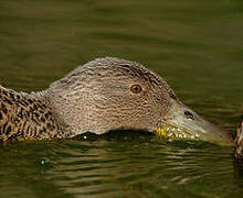 Cape Shoveler