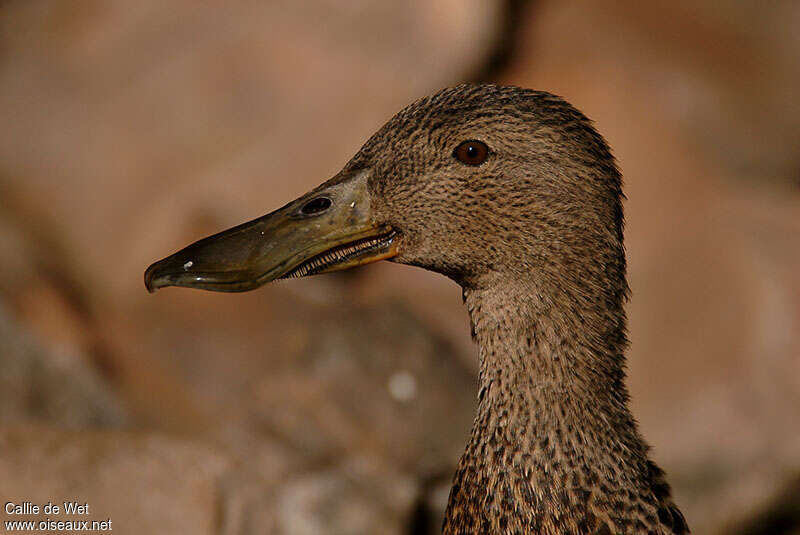 Cape Shoveler female adult, close-up portrait