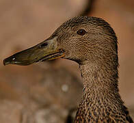 Cape Shoveler