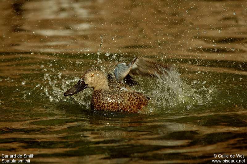 Canard de Smith mâle adulte