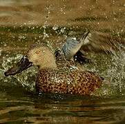 Cape Shoveler