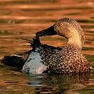 Canard de Smith