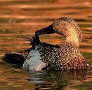 Cape Shoveler