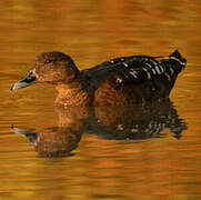 African Black Duck