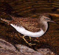 Common Sandpiper